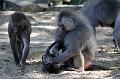 2010-08-24 (610) Aanranding en mishandeling gebeurd ook in de apenwereld